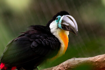 Channel billed toucan