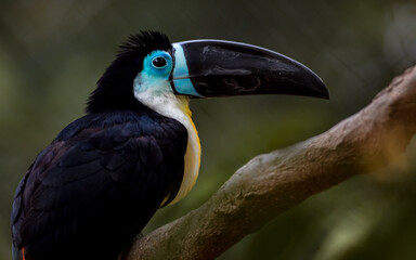 Channel billed toucan