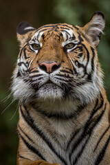 Fototapeta na wymiar Portrait of Sumatran tiger