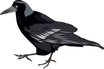Vector illustration of a black crow. The crow is coming. Bird scavenger in the forest.
