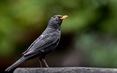 Common blackbird