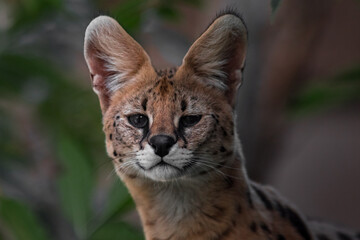 Portrait of serval.