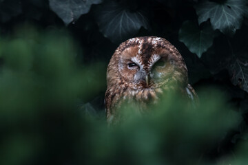 Tawny owl