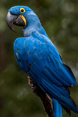 Portrait of Hyacinth macaw.