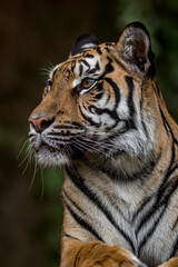 Portrait of Sumatran tiger
