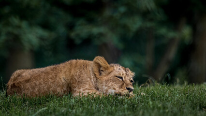 Southern African lion