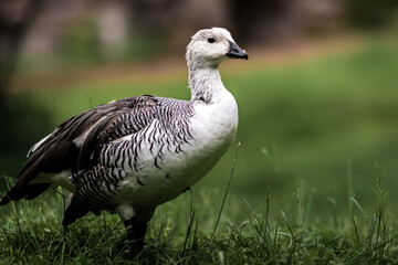 Upland goose