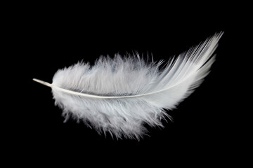 Fluffy of White Bird Feather Isolated on Black Background