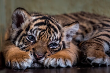 Little Sumatran tiger