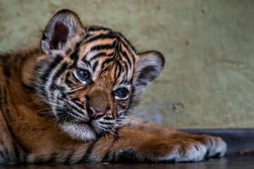 Little Sumatran tiger