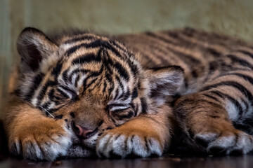 Little Sumatran tiger