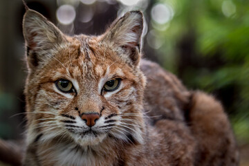 Portrait of Bobcat