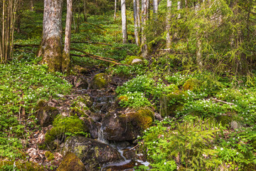 Stream with flowering Wood anemones in a sunny forest