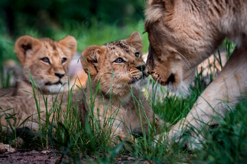 Lion´s family