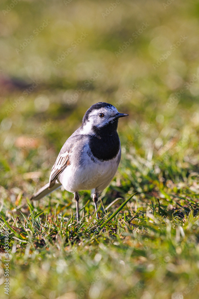 Sticker White wagtail sitting in the grass