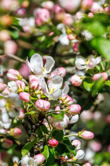 Close up at a Cherry flower