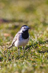 White wagtail sitting in the grass