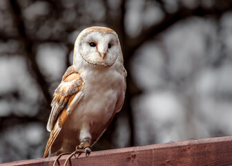Barn owl