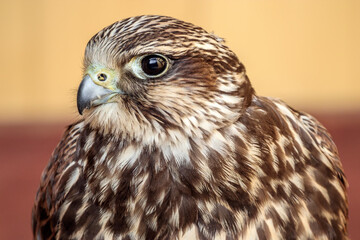 Saker falcon