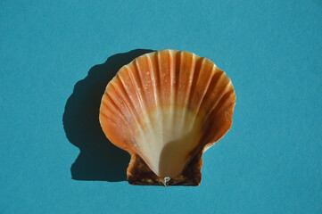 seashell on a blue background.