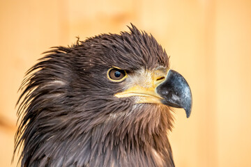 White-tailed eagle