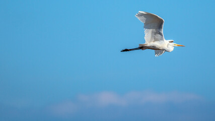 Flying Great egret.