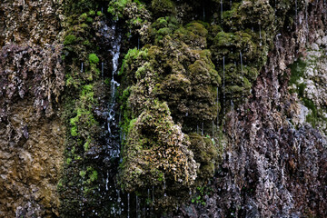 Small forest waterfall on a wall covered with green moss.