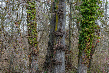 Riverside forest with poplars and climbing plants of common ivy. Invasive species. Hedera helix. Bernesga River, Leon, Spain.