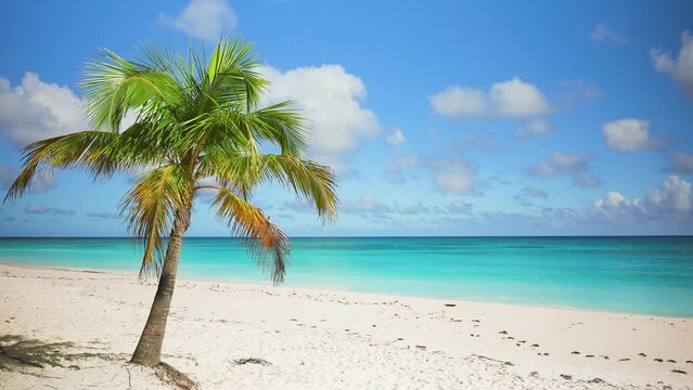 Sunny day on the sandy Maldives beach of ocean bay palm trees. Fantastic tropical island for travel. Sunny blue sky holiday vacation background. Amazing summer travel concept. Exotic nature close up.