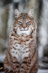 Naklejka na ściany i meble Portrait of Lynx rufus.