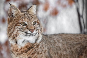 Portrait of Lynx rufus.