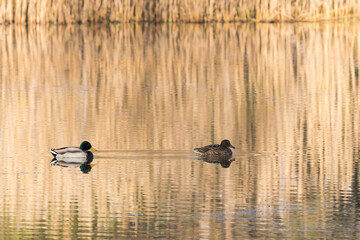 Two Ducks (Male and Female) are Slowly Swimming on the Silent Lake on a Sunny Spring Day