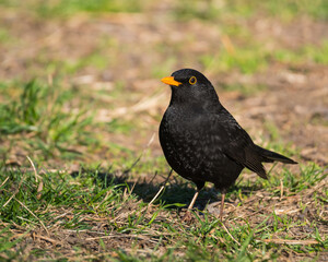 A Beautiful Male Blackbird is Standing in the Grass on a Beautiful Spring Day