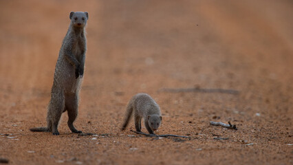 Banded mongoose ( Mungos mungo) Marakele National Park, South Africa