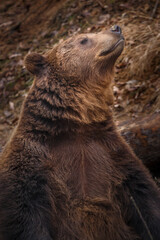 Portrait of Brown bear.