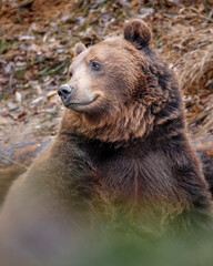 Fototapeta na wymiar Portrait of Brown bear.
