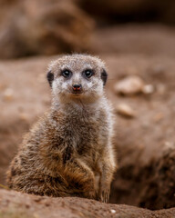 Portrait of Meerkat.