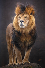 Naklejka na ściany i meble Portrait of Lion.