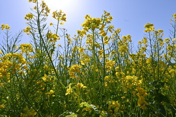 菜の花