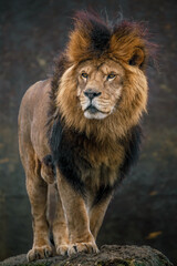 Plakat Portrait of Lion.