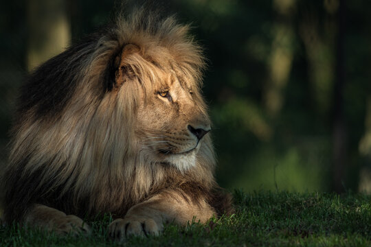 Southern African lion
