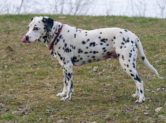 Close-up photo of a beautiful Dalmatian standing by the lakeshore
