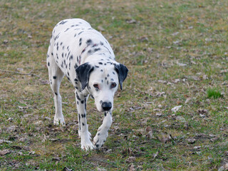 Close-up photo of a beautiful Dalmatian Dog walking in the park