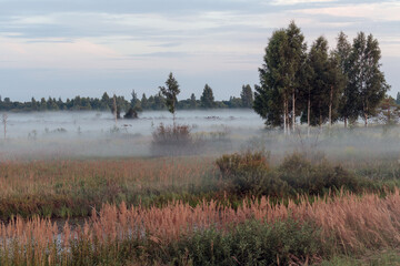 Evening fog on the field at sunset.