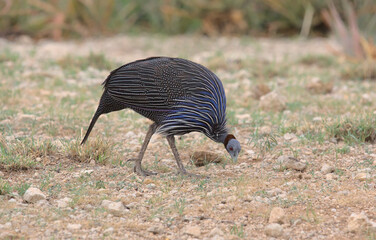 hungry guineafowl foraging for food on the ground in the wild buffalo springs national reserve, kenya