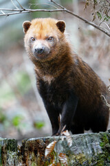 Bush dog