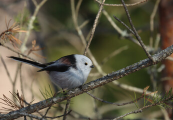 Long-tailed tit