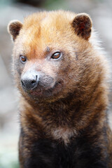 Bush dog
