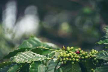 Green coffee bean berry plant fresh raw seed coffee tree growth in eco organic farm. Close up Green seed berries harvest arabica coffee garden. Fresh coffee bean green leaf bush ecology berry plant