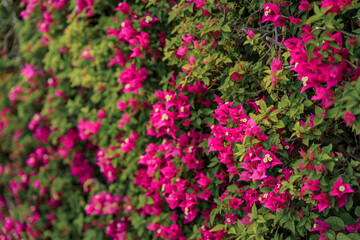 Bougainvillea blossom on a wall in Villefranche sur Mer, in the South of France